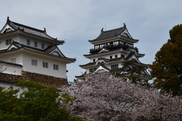 Fototapeta premium 桜越しに見る福山城