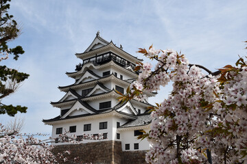 桜越しに見る福山城