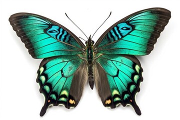 Fototapeta premium Preserved beautiful butterfly isolated on white