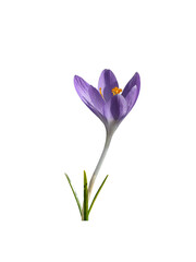 Purple spring crocus flower closeup isolated