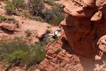 View of an Andean condor, Vultur gryphus, taking off from the red sandstone cliffs in Sierra de las...