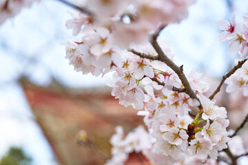 Fototapeta premium 寺院と桜