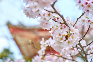 寺院と桜