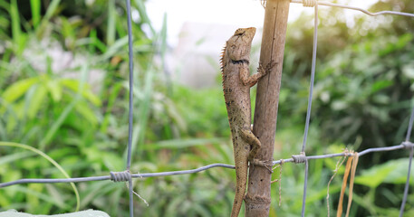 A macro shot of a gray chameleon on a green background showing the brown adaptations of the chameleon when resting on a brown stick as well.