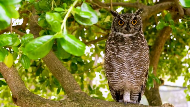 Spotted Eagle-Owl balancing on one leg opens and closes its beak, looks around