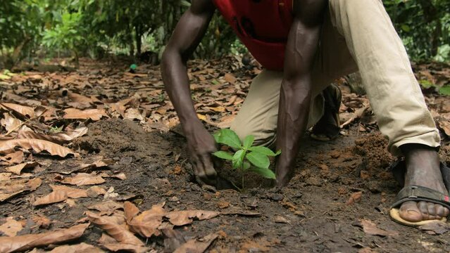 A farmer plants a cocoa plant in his field, in Ivory Coast