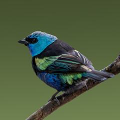 Stilpnia cyanicollis