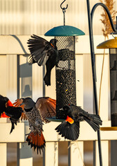 Red-winged blackbirds fight a Northern flicker at a bird feeder
