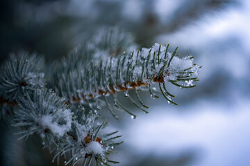 Close up of pine needles in winter