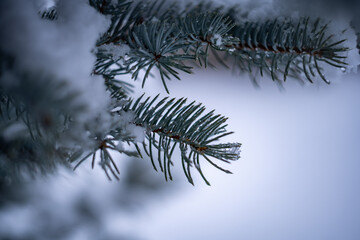Obraz premium Pine needles in winter - macro