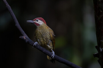 Golden-olive woodpecker tropical bird in Costa Rica forrest unfocused background