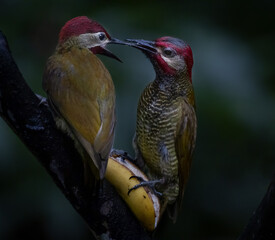 Golden-olive woodpecker tropical bird in Costa Rica forrest unfocused background