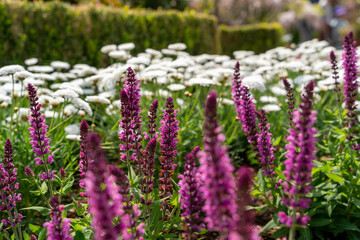 カラフルな紫色のルピナス