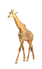 Giraffe isolated on transparent background (PNG File)	
