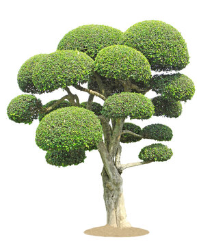 Streblus asper tree on transparent background (PNG File)	
