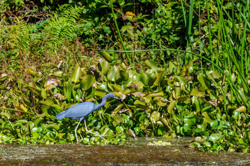 Little Blue Heron Hunts for Food Along the Lagoon in the Couterie Forest of City Park, New Orleans, Louisiana, USA