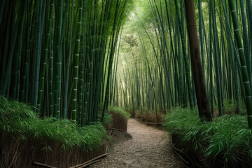 footpath in the bamboo forest