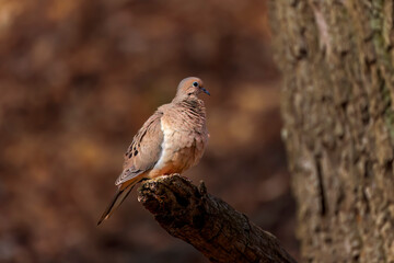 Fototapeta premium The mourning dove (Zenaida macroura) also known as the American mourning dove, the rain dove, and colloquially as the turtle dove, and was once known as the Carolina pigeon and Carolina turtledove