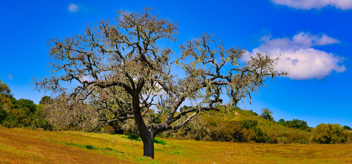 hiking in Santa Ynez in spring with wildflowers and birds