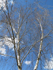 Birch tree with branches against blue sky. Birch tree in ending winter and beginning of sunny spring, colors nature background.
