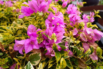 Blooming bougainvillea flowers background. Closeup bright pink magenta bougainvillea flowers as a floral background.