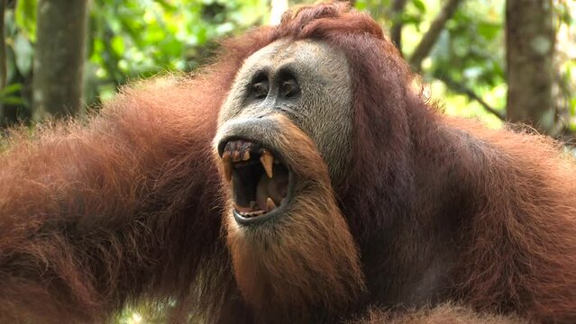 Sumatran orangutan Pongo abelii impressive large adult male close-up of body and head with threat gestures showing teeth and deep gaze. Ujung kulon, Panaitan, Java, Indonesia.