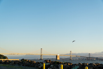 Landscape with long cable-stayed bridge and a seagull