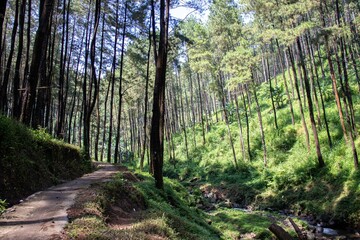the beauty of a pine forest illuminated by the morning sun in a mountainous area