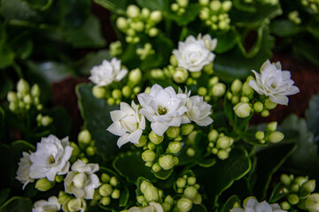 Beautiful flowers used as a wallpaper would be great.