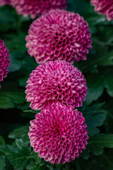 Beautiful flowers used as a wallpaper would be great.