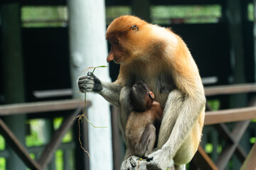 Proboscis monkey mother feeds the baby. Borneo. Labuk bay, Malaysia.