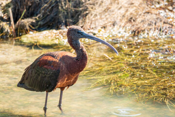 The glossy ibis, latin name Plegadis falcinellus, searching for food in the shallow lagoon.