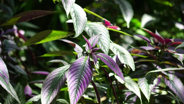Strobilanthes dyeriana (also called samber lilin, Persian shield, royal purple plant) with a natural background. cultivated for its dark green foliage with bright, metallic-purple stripes