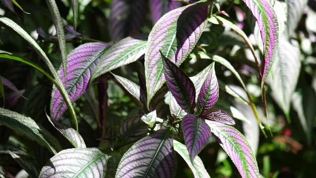 Strobilanthes dyeriana (also called samber lilin, Persian shield, royal purple plant) with a natural background. cultivated for its dark green foliage with bright, metallic-purple stripes