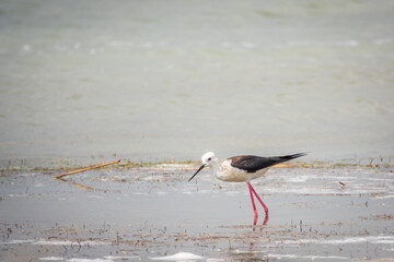 Cute water bird. Black winged Stilt feeding in the lake. Black winged Stilt, or or pied stilt, Himantopus himantopus.