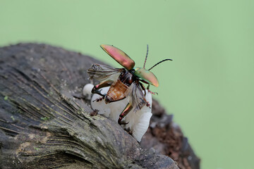 A frog leg beetle is getting ready to fly. These beautiful colored insects like rainbow colors have...