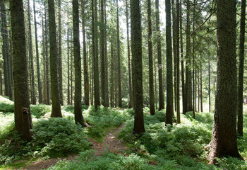 Forest trees. nature green wood sunlight backgrounds