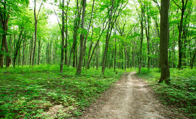 Forest trees. nature green wood sunlight backgrounds