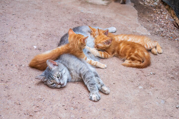Mother cat resting on a concrete floor and nursing her three ginger kittens. Three ginger kittens drink milk from their gray mother cat lying on the ground, otdoors.