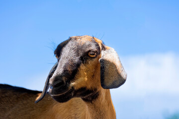Portrait of a goat against the blue sky
