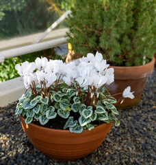 White cyclamen in a flower pot