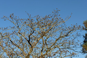 Tree branches against blue sky