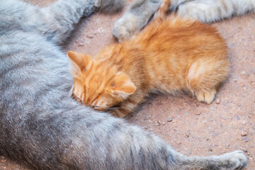 Mother cat resting on a concrete floor and nursing her ginger kitten. Ginger kitten drink milk from their gray mother cat lying on the ground, otdoors.