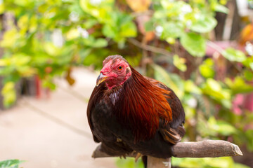 A chicken sits on a perch against a background of green plants