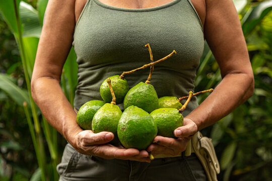 mulher jardineira com roupa verde segurando nas m&atilde;os na frente do corpo diversos abacates org&acirc;nicos rec&eacute;m colhidos, e vegeta&ccedil;&atilde;o ao fundo. 
