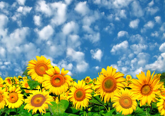 Field of sunflowers under blue sky.