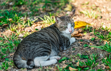 Naklejka na ściany i meble The portrait of a beautiful Asian cat rests in a park, full body of a beautiful cat, stripe fur pattern, green eyes, natural light.