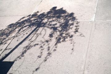 silhouette of a blossoming cherry tree sakura hanami on a sidewalk 