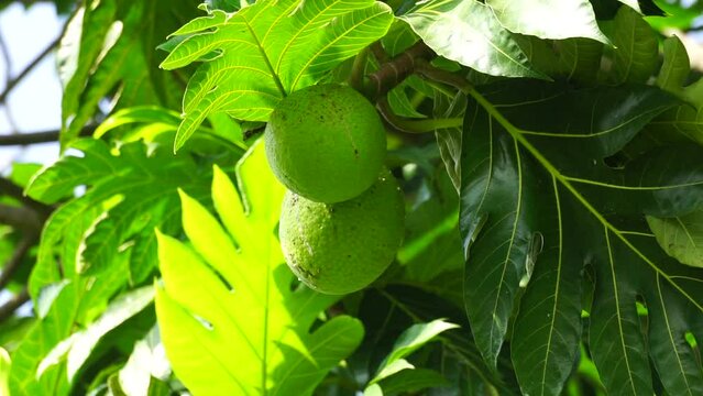 Breadfruit (Artocarpus altilis) on the tree. Breadfruit can be eaten once cooked, or can be further processed into a variety of other foods