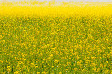 Blooming yellow flower in a field on a sunny day in summer